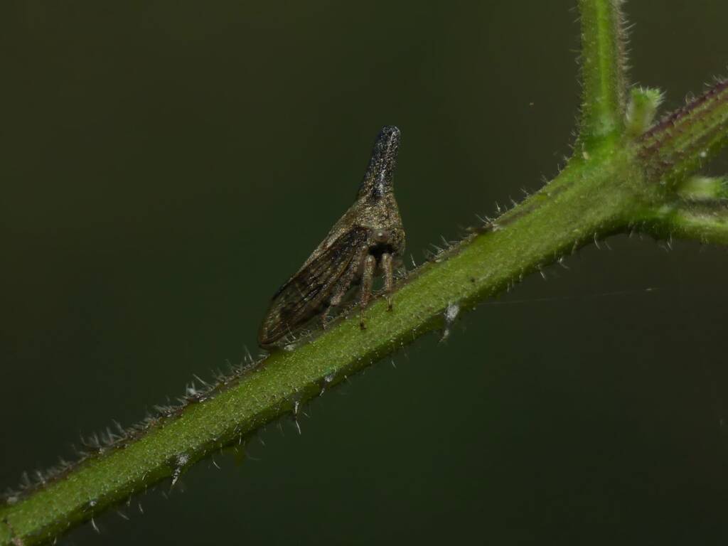 Lantana Treehopper (Aconophora compressa), Gold Coast QLD © Stefan Jones
