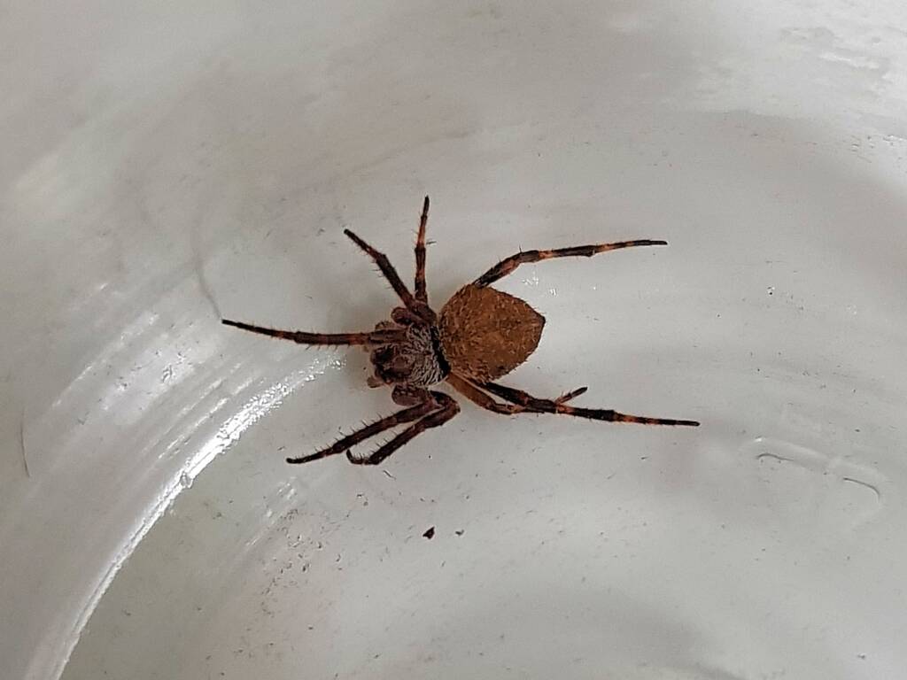 Orbweaver Spider (family Araneidae), Alice Springs NT