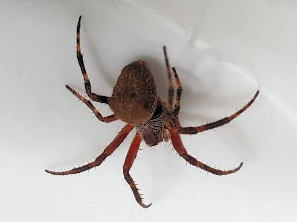 Orbweaver Spider (family Araneidae), Alice Springs NT