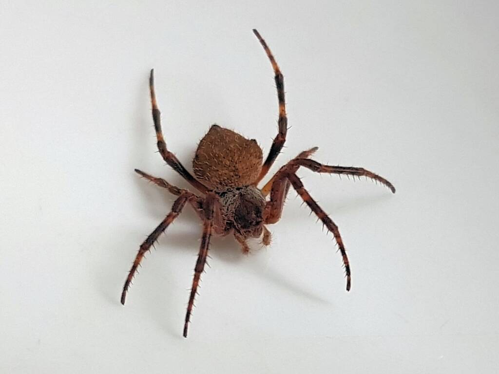 Orbweaver Spider (family Araneidae), Alice Springs NT