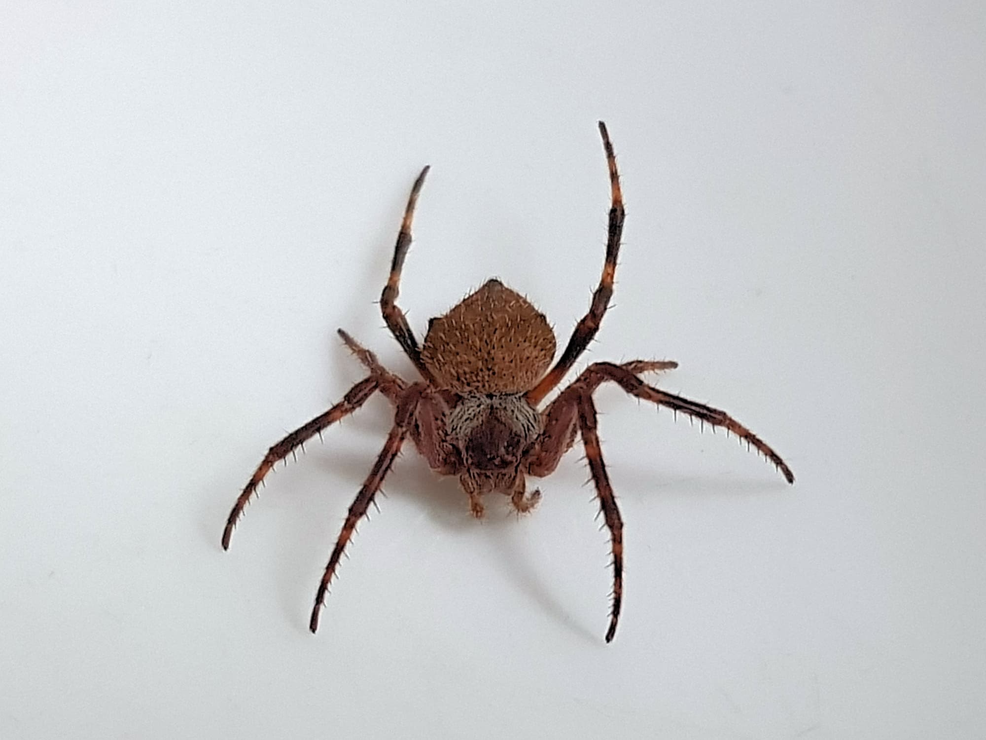 Orbweaver Spider (family Araneidae), Alice Springs NT