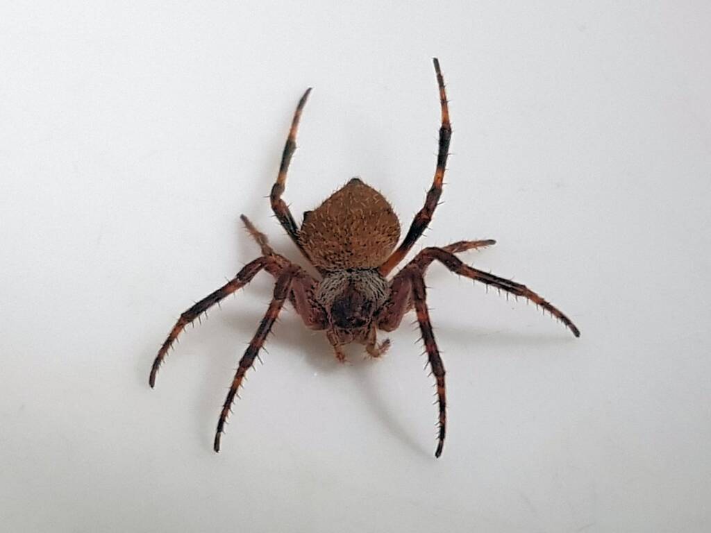 Orbweaver Spider (family Araneidae), Alice Springs NT