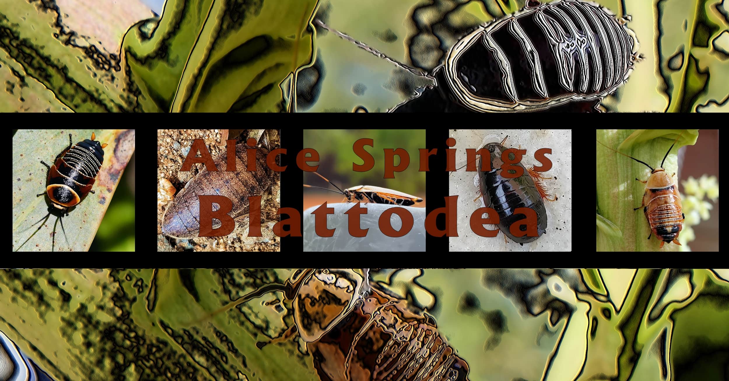 Alice Springs Blattodea - Ausemade filmstrip