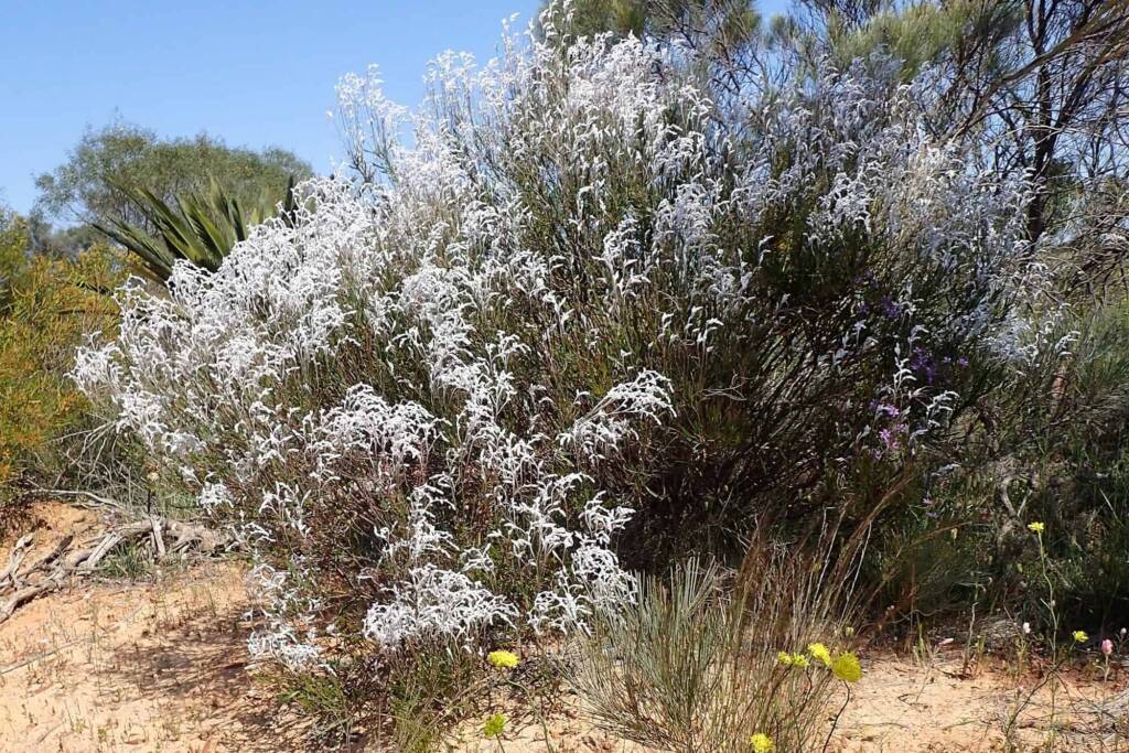 Australian smoke bush (Conospermum sp), Geraldton, Midwest WA © Gary Taylor
