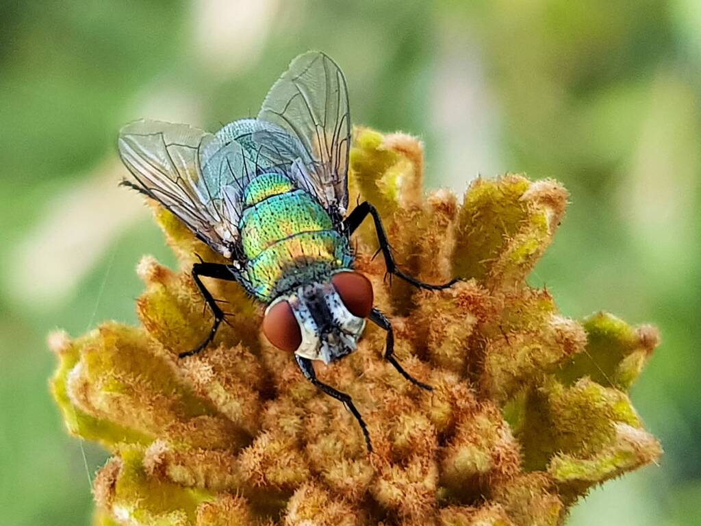 Australian Sheep Blowfly (Lucilia cuprina) also known as Green Blowfly, blowing a nectar bubble, Alice Springs NT