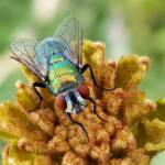 Australian Sheep Blowfly (Lucilia cuprina) also known as Green Blowfly, blowing a nectar bubble, Alice Springs NT