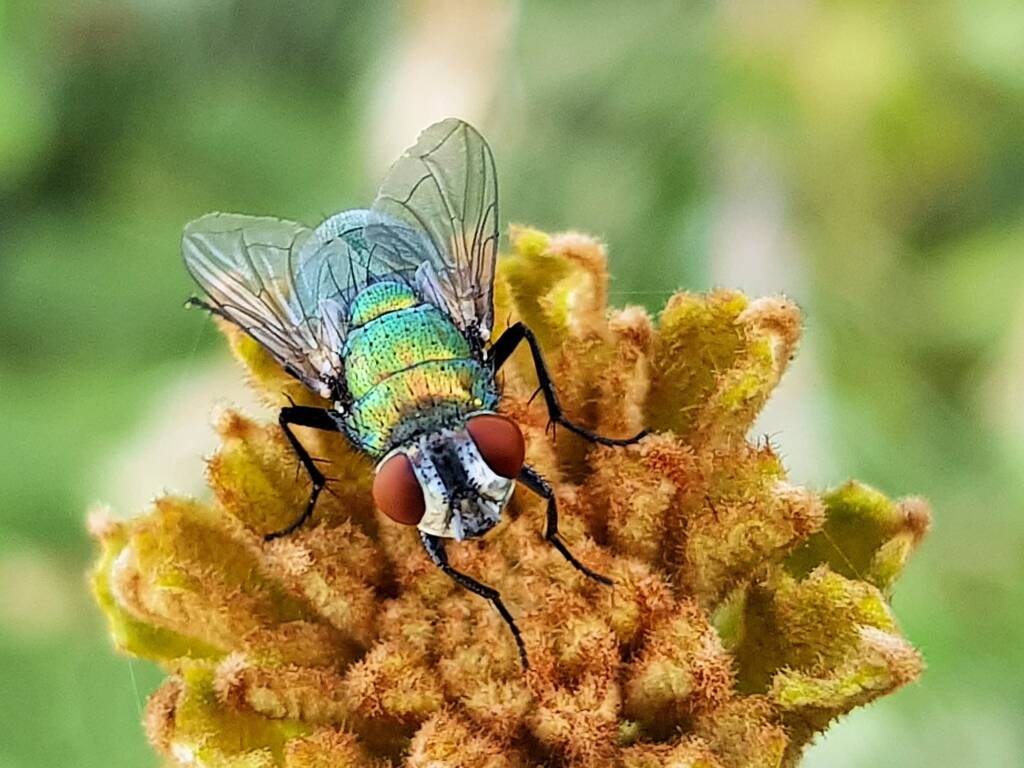 Australian Sheep Blowfly (Lucilia cuprina) also known as Green Blowfly, blowing a nectar bubble, Alice Springs NT