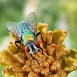 Australian Sheep Blowfly (Lucilia cuprina) also known as Green Blowfly, blowing a nectar bubble, Alice Springs NT
