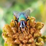 Australian Sheep Blowfly (Lucilia cuprina) also known as Green Blowfly, blowing a nectar bubble, Alice Springs NT