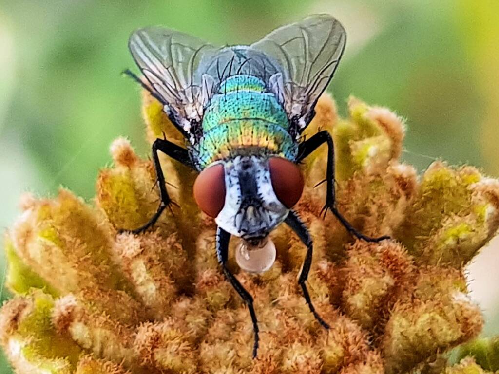 Australian Sheep Blowfly (Lucilia cuprina) also known as Green Blowfly, blowing a nectar bubble, Alice Springs NT