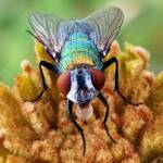 Australian Sheep Blowfly (Lucilia cuprina) also known as Green Blowfly, blowing a nectar bubble, Alice Springs NT