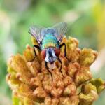 Australian Sheep Blowfly (Lucilia cuprina) also known as Green Blowfly, blowing a nectar bubble, Alice Springs NT