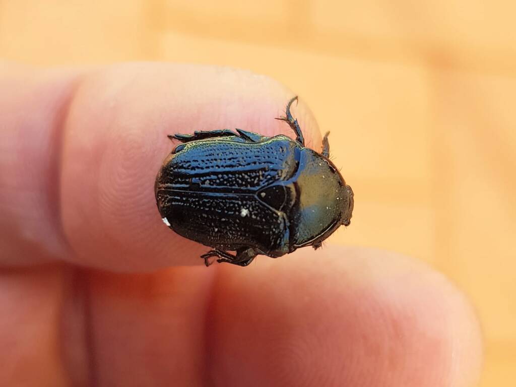 Bisallardiana (family Scarabaeodae) Beetle, Alice Springs NT
