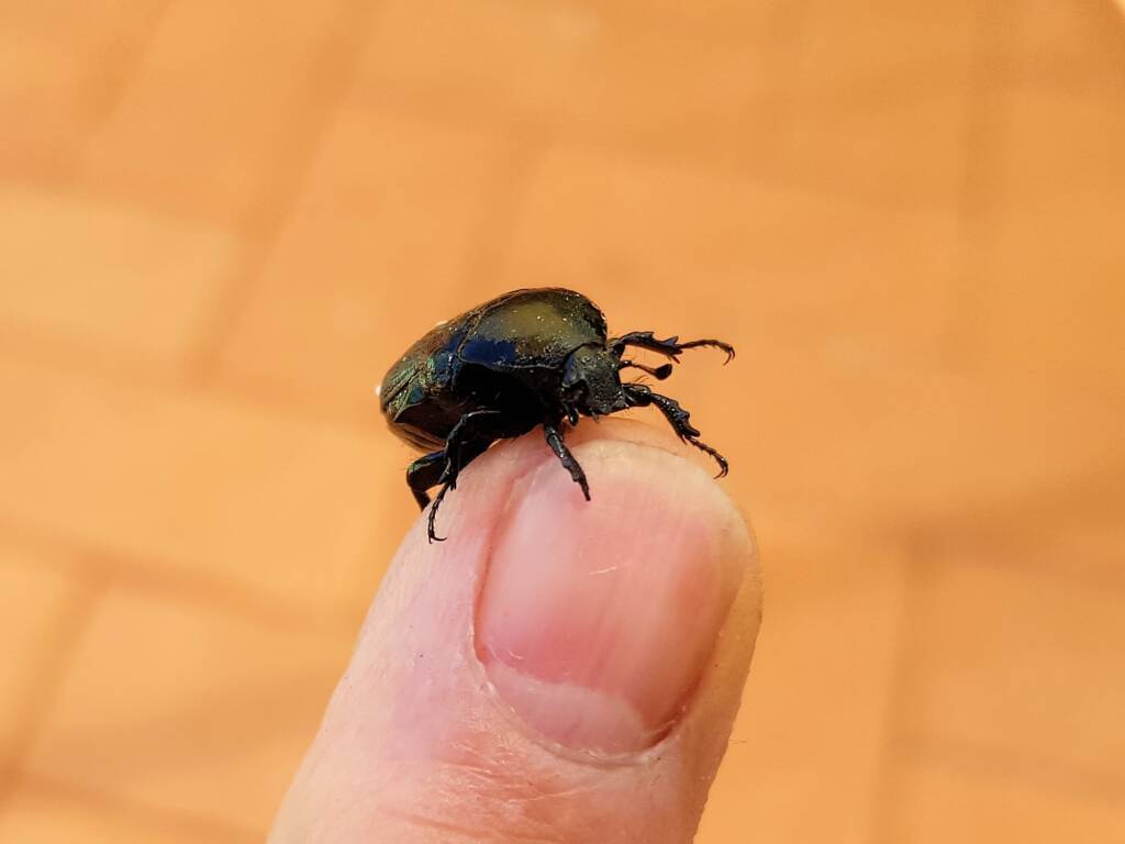 Bisallardiana (family Scarabaeodae) Beetle, Alice Springs NT