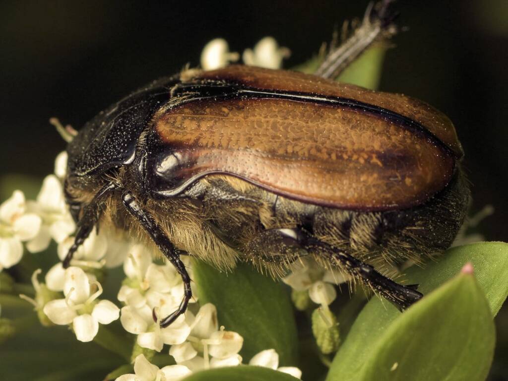 Bisallardiana gymnopleura, Jerrawangala National Park, Jerrawangala NSW © Tony Eales