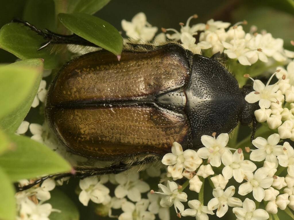 Bisallardiana gymnopleura, Jerrawangala National Park, Jerrawangala NSW © Tony Eales