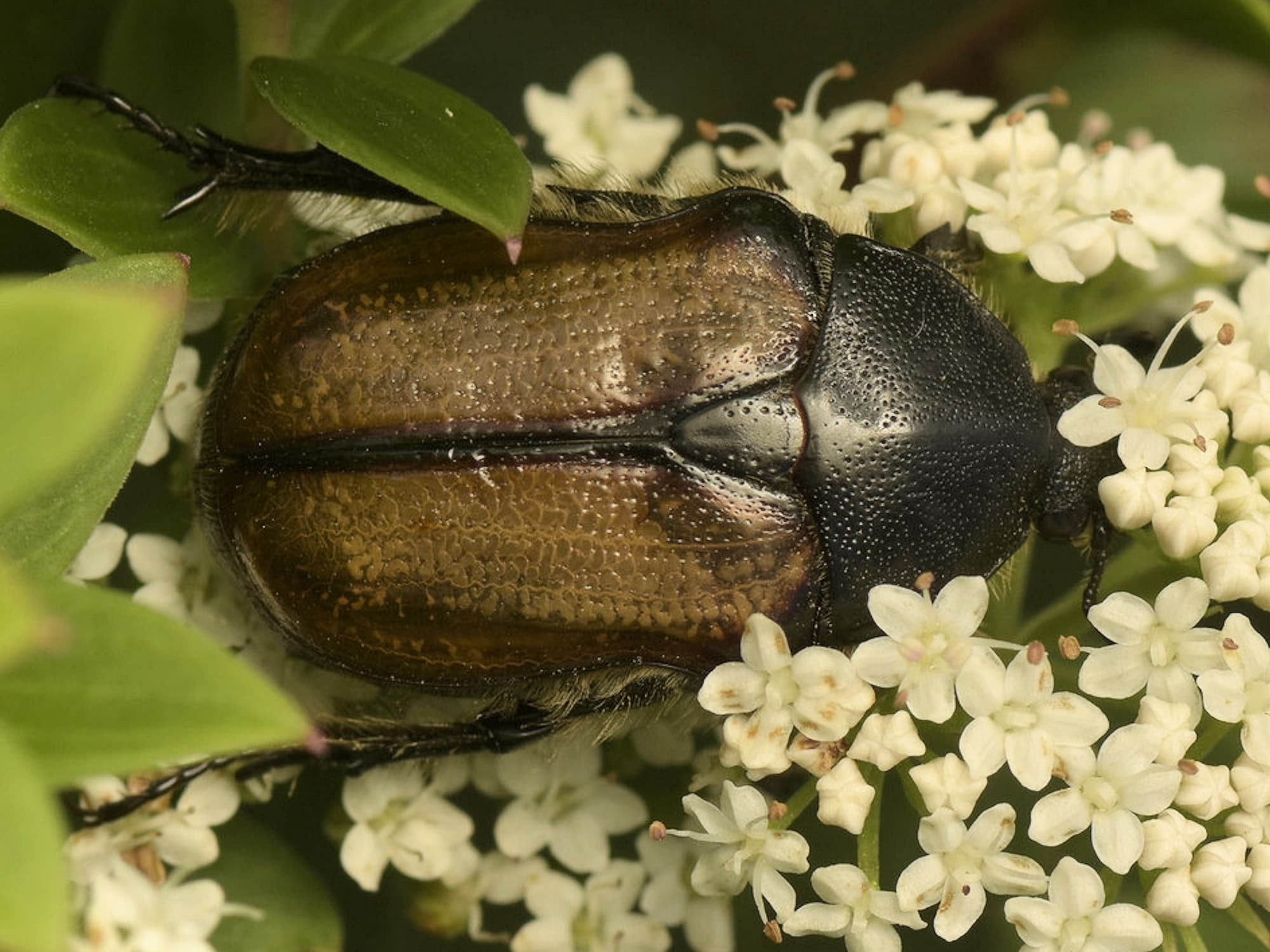 Bisallardiana gymnopleura, Jerrawangala National Park, Jerrawangala NSW © Tony Eales