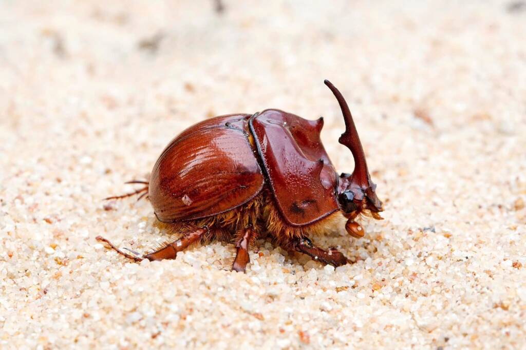 Blackburnium cavicolle, Brisbane QLD © Hongming Kan