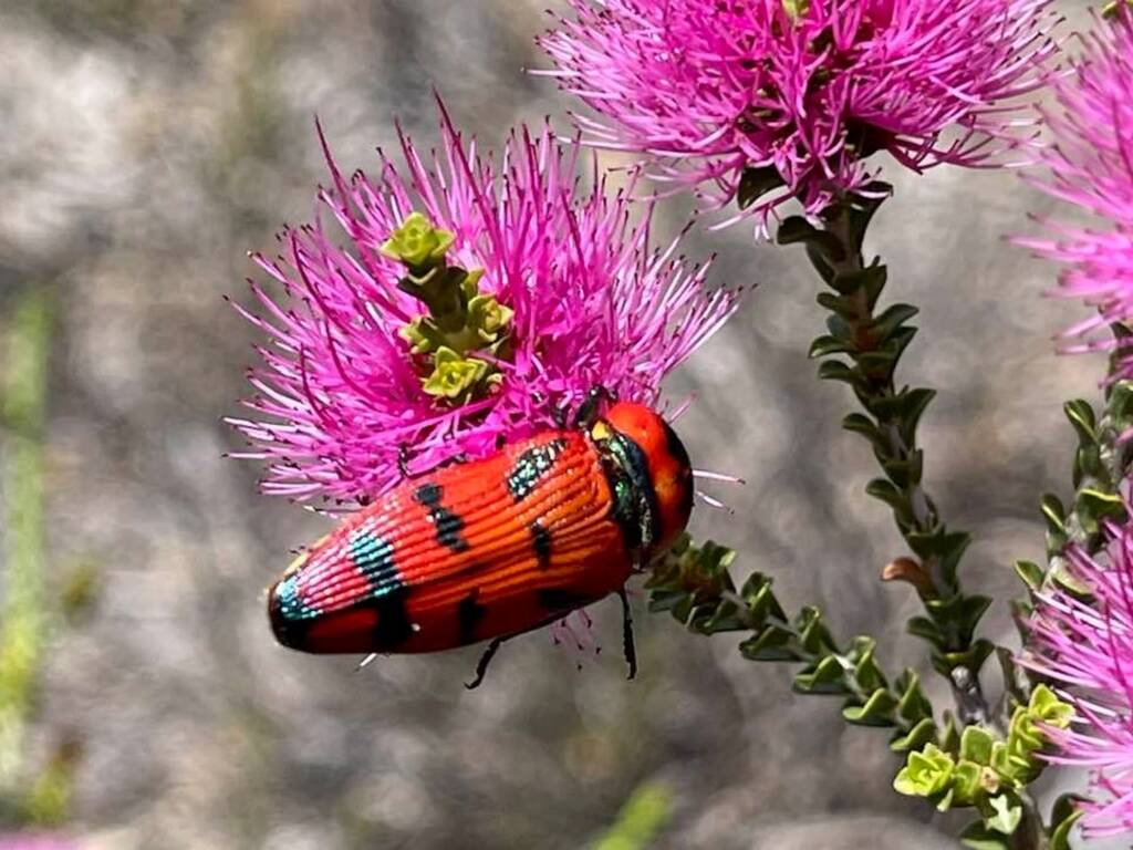Calotemognatha varicollis on Regelia ciliata, Orange Springs Rd WA © Mark Hanlon