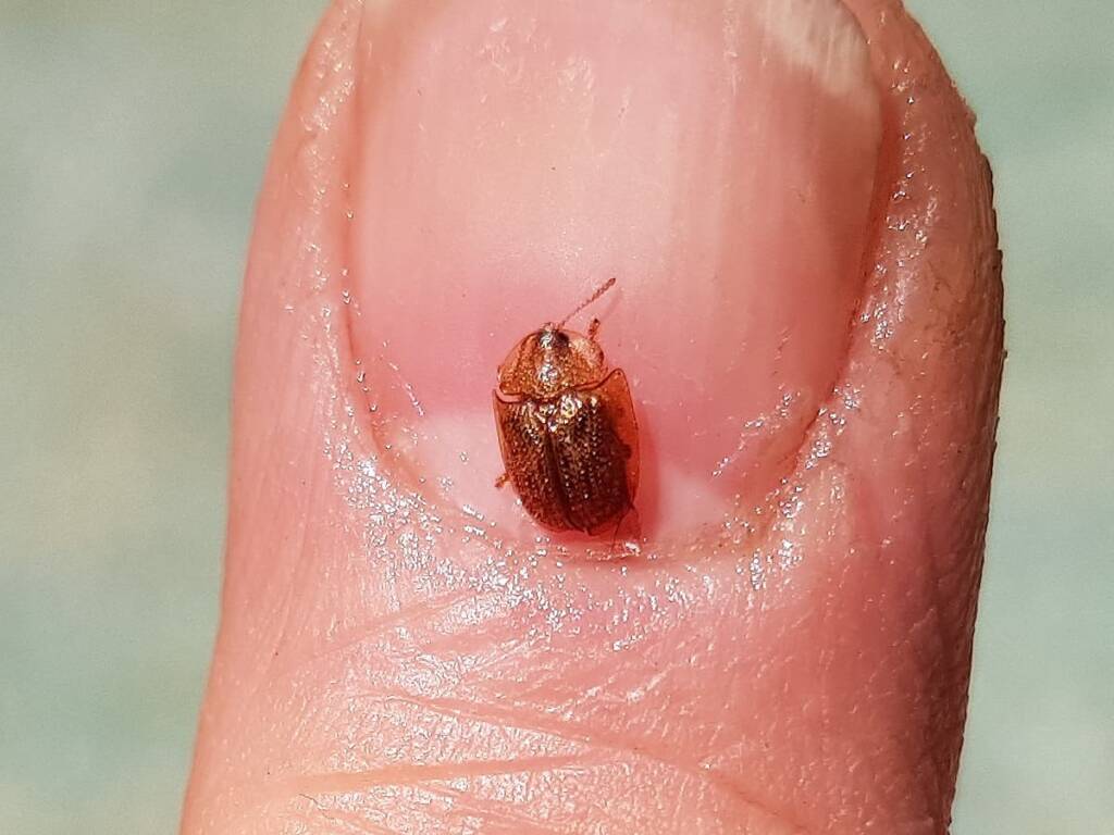Cassidini sp (Tortoise Beetle), Alice Springs NT