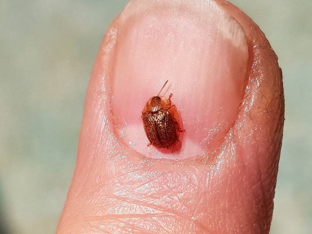 Cassidini sp (Tortoise Beetle), Alice Springs NT