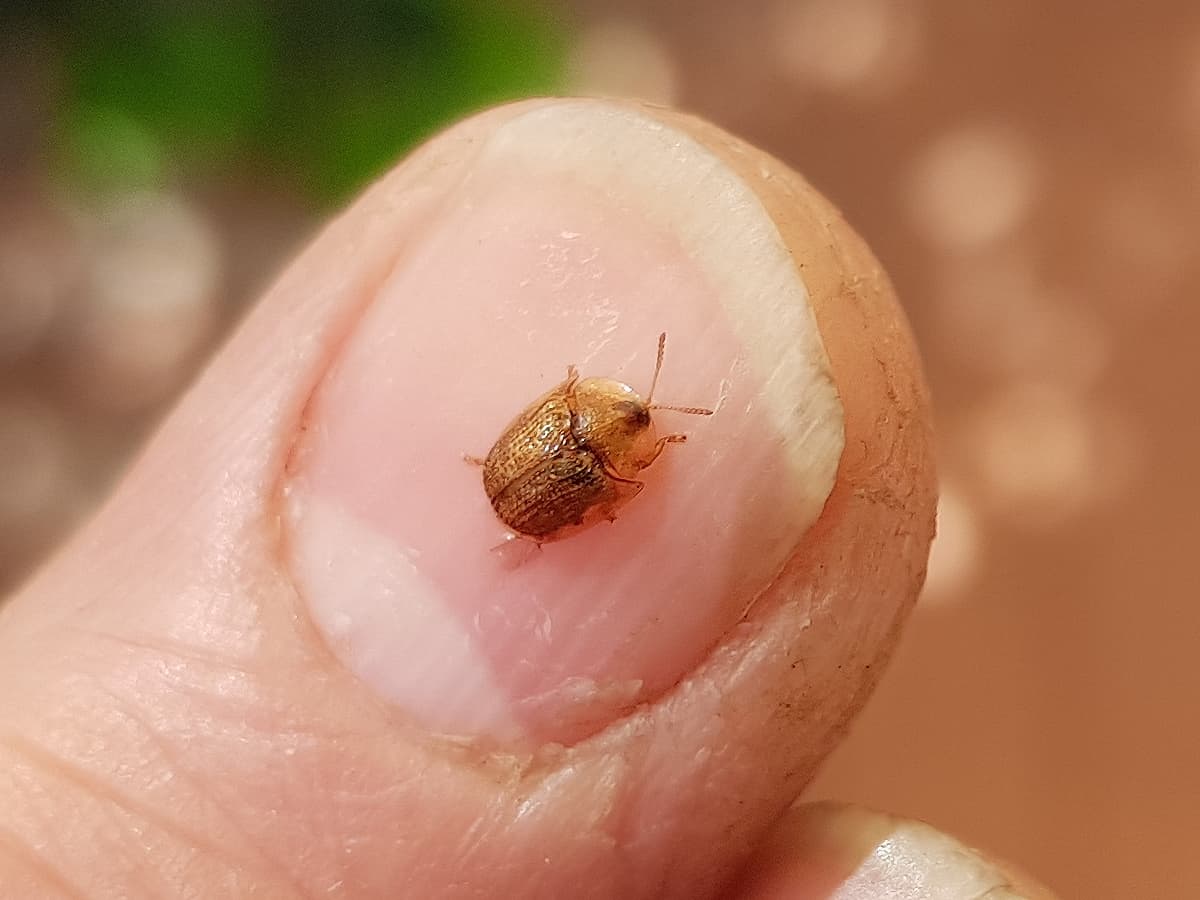 Cassidini sp (Tortoise Beetle), Alice Springs NT