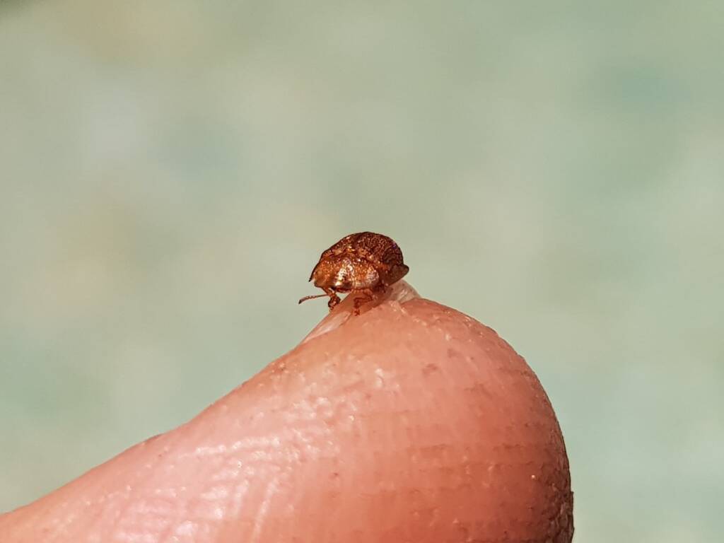 Cassidini sp (Tortoise Beetle), Alice Springs NT