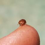 Cassidini sp (Tortoise Beetle), Alice Springs NT