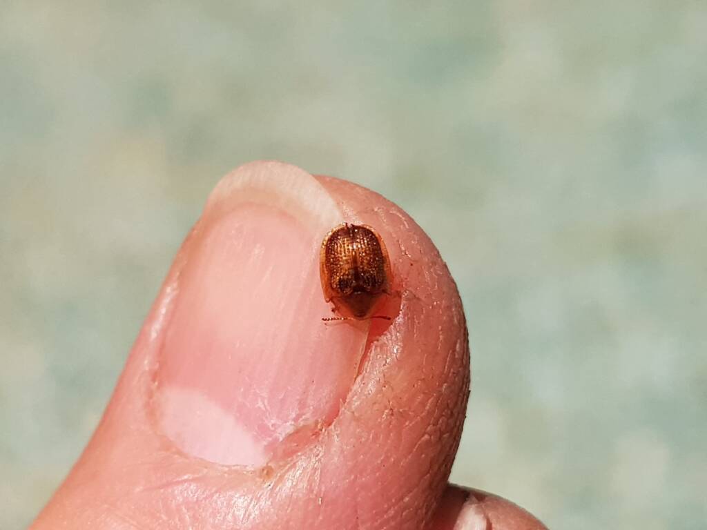 Cassidini sp (Tortoise Beetle), Alice Springs NT