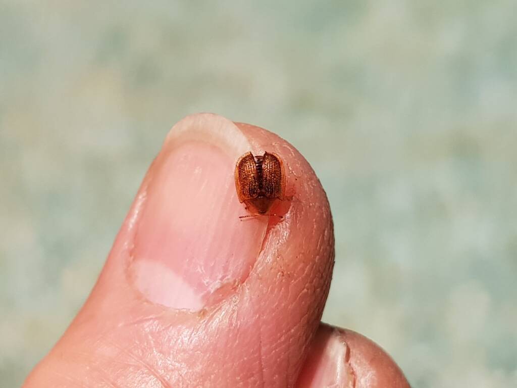 Cassidini sp (Tortoise Beetle), Alice Springs NT