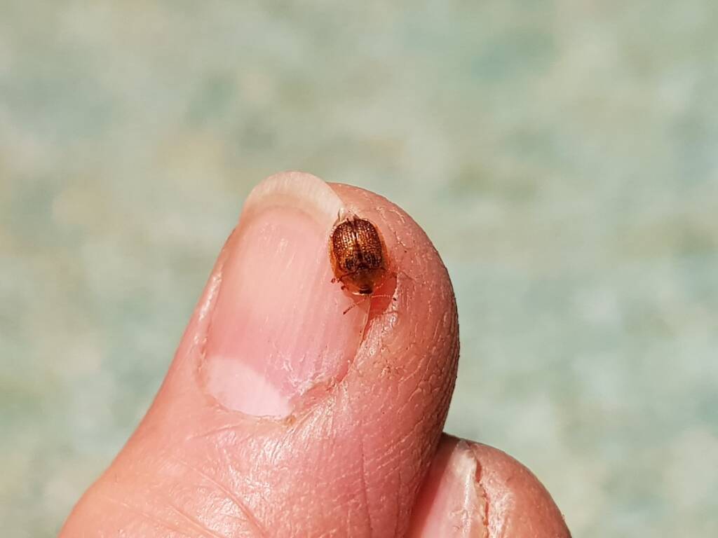 Cassidini sp (Tortoise Beetle), Alice Springs NT