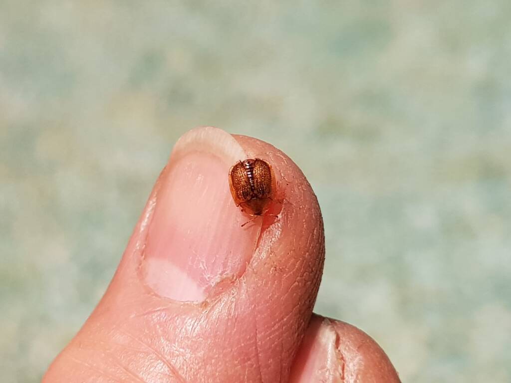 Cassidini sp (Tortoise Beetle), Alice Springs NT