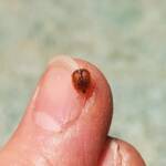 Cassidini sp (Tortoise Beetle), Alice Springs NT