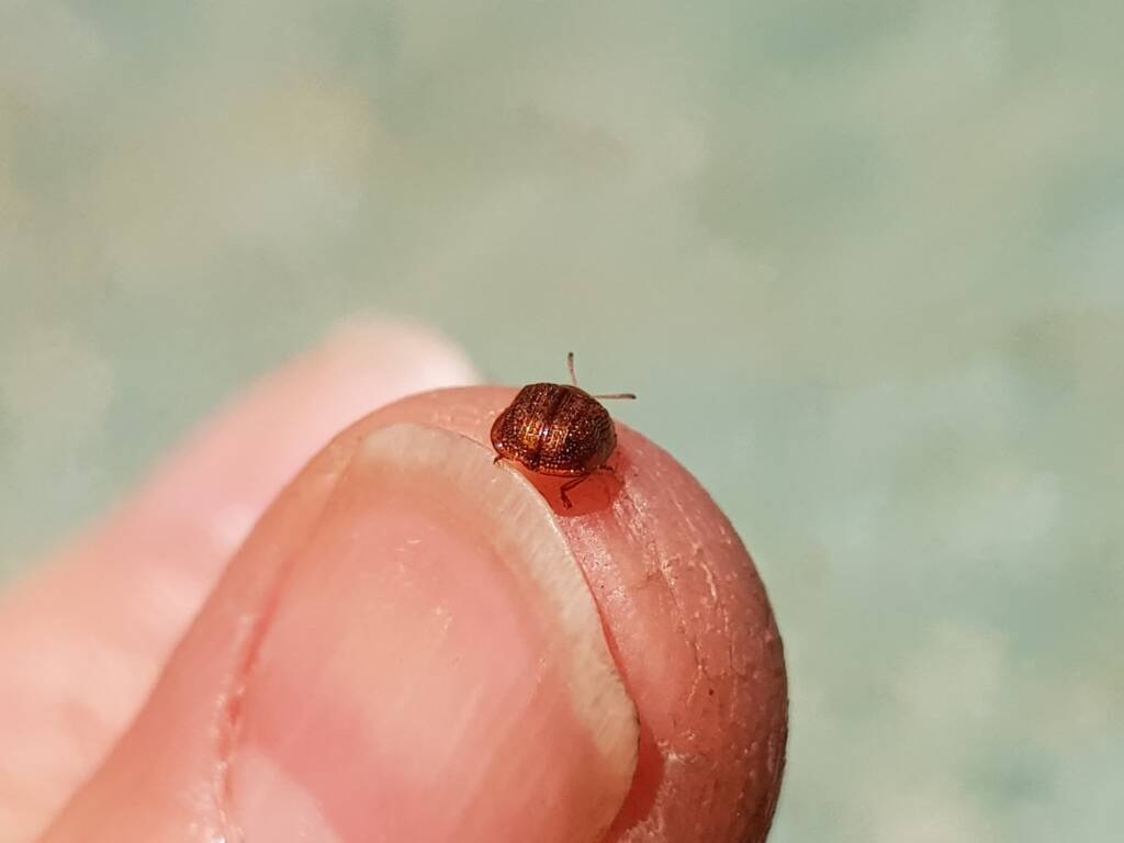 Cassidini sp (Tortoise Beetle), Alice Springs NT