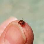 Cassidini sp (Tortoise Beetle), Alice Springs NT