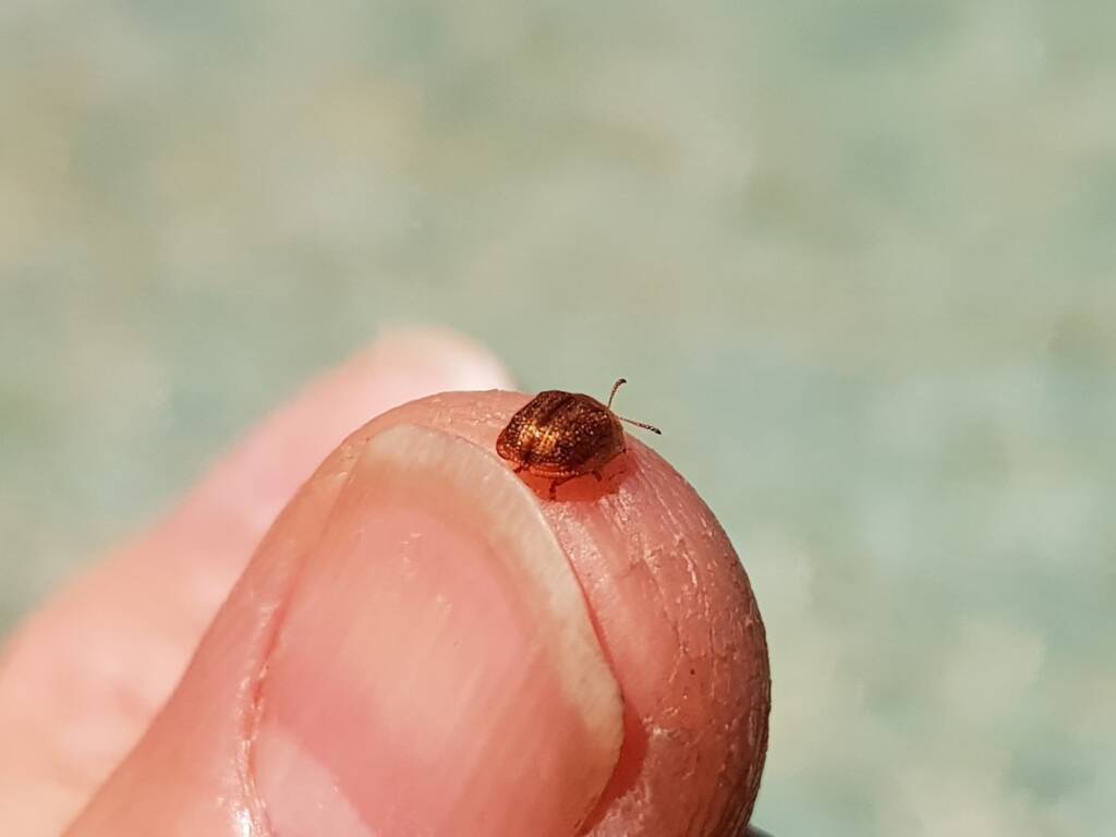 Cassidini sp (Tortoise Beetle), Alice Springs NT