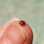 Cassidini sp (Tortoise Beetle), Alice Springs NT