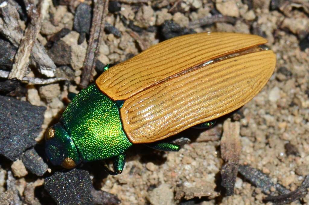 Castiarina sp (deceased), Boddington WA © Jean and Fred Hort