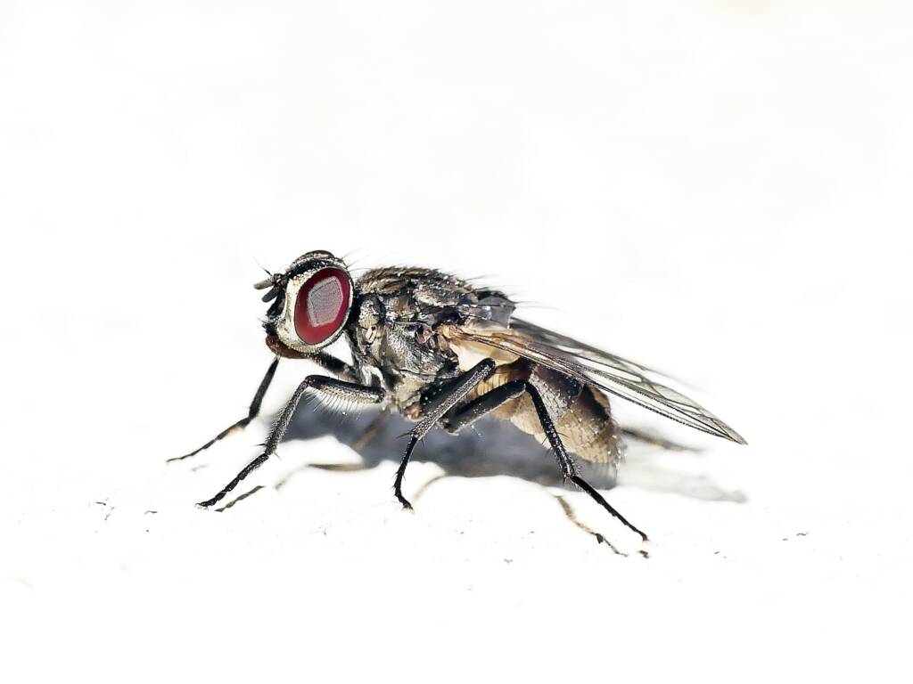 Common House Fly (Musca domestica), Hawthorndene SA © Marianne Broug