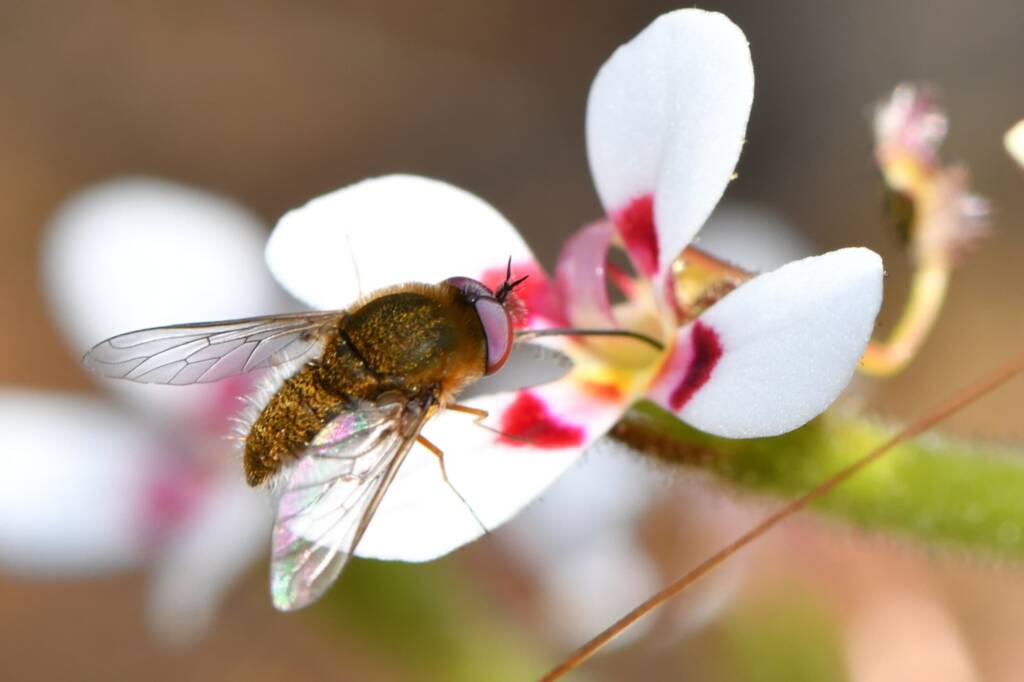 Cryomyia sp (on Stylidium pycnostachyum), Wandoo National Park WA © Jean and Fred Hort