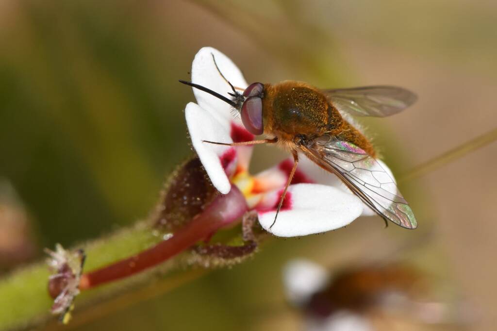 Cryomyia sp (on Stylidium pycnostachyum), Wandoo National Park WA © Jean and Fred Hort