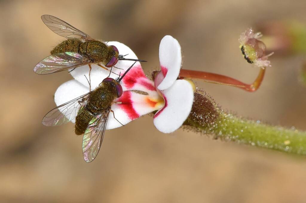 Cryomyia sp (on Stylidium pycnostachyum), Wandoo National Park WA © Jean and Fred Hort