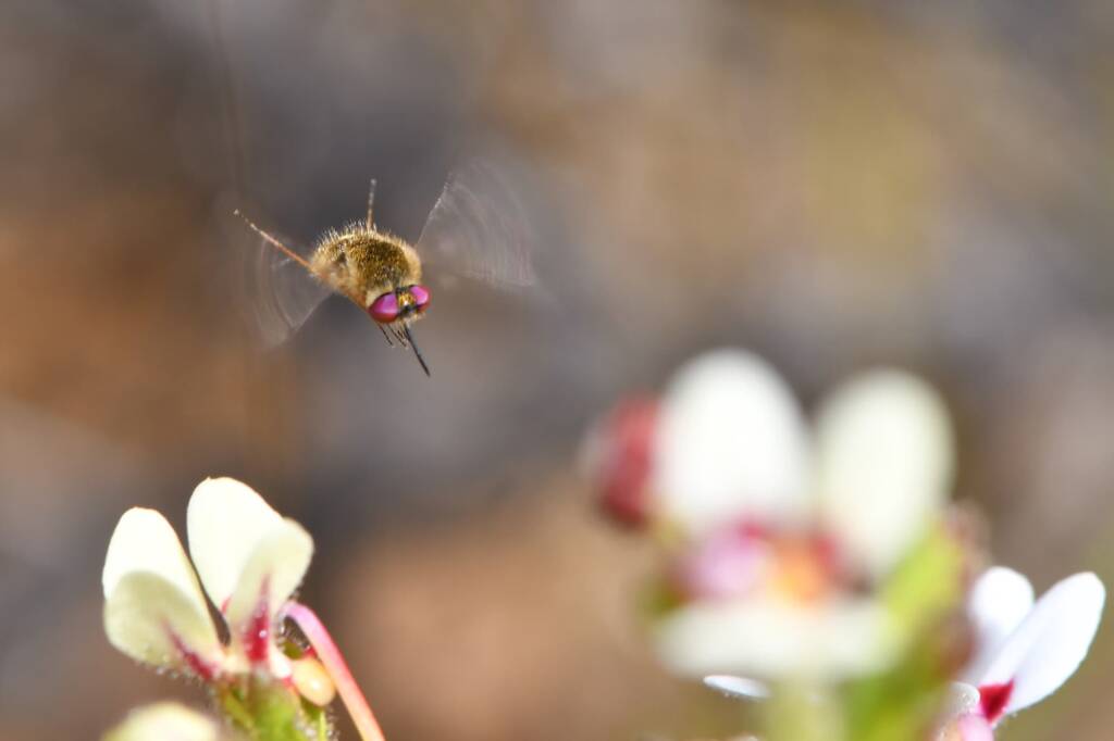Cryomyia sp (on Stylidium pycnostachyum), Wandoo National Park WA © Jean and Fred Hort
