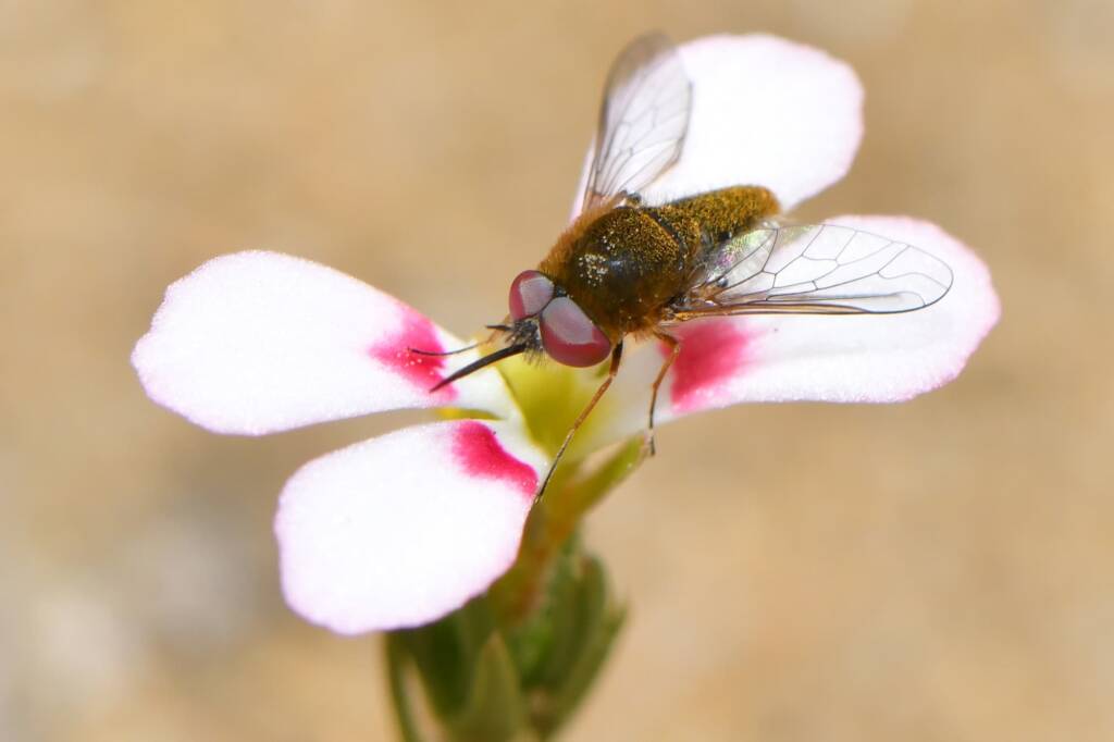 Cryomyia sp (on flower of Stylidium perula), Wandoo National Park WA © Jean and Fred Hort