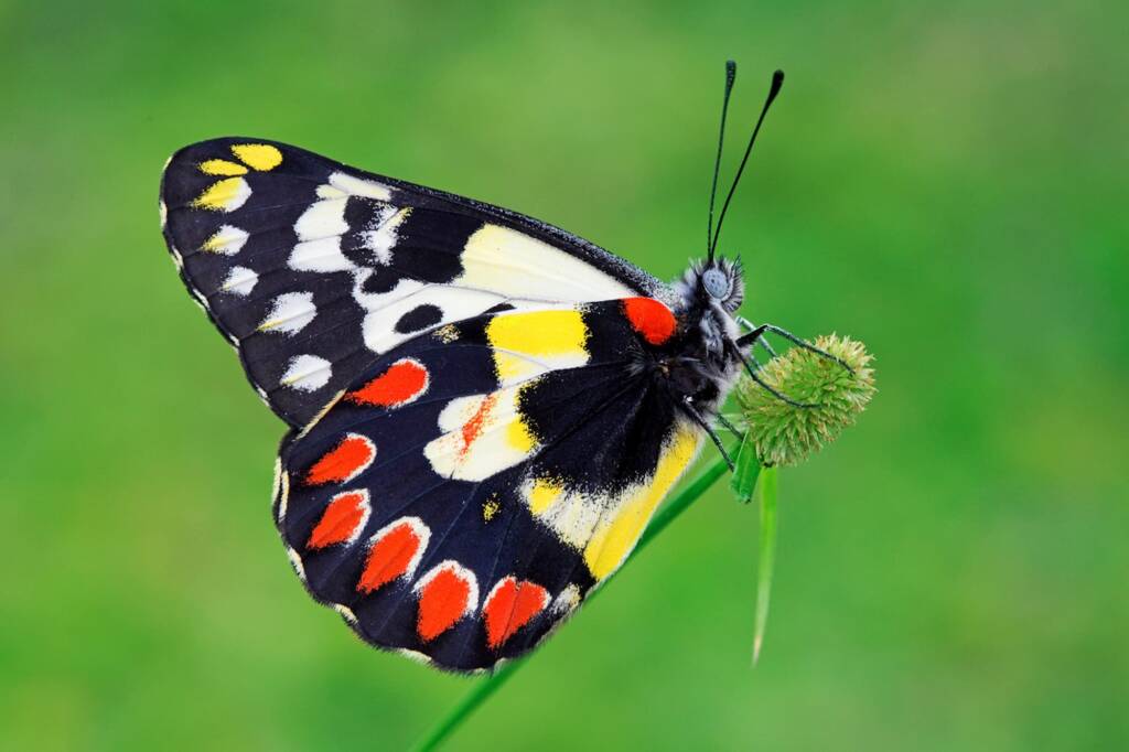 Red Spotted Jezebel (Delias aganippe), Brisbane QLD © Hongming Kan