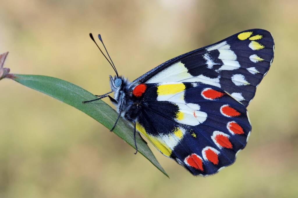 Red Spotted Jezebel (Delias aganippe), Brisbane QLD © Hongming Kan