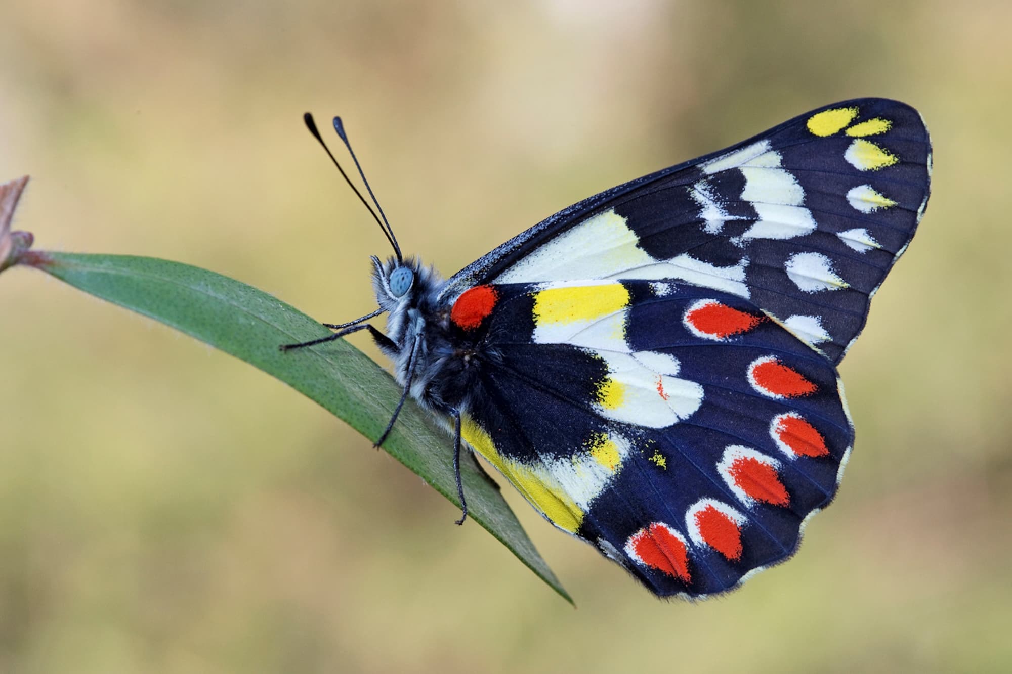 Red Spotted Jezebel (Delias aganippe), Brisbane QLD © Hongming Kan