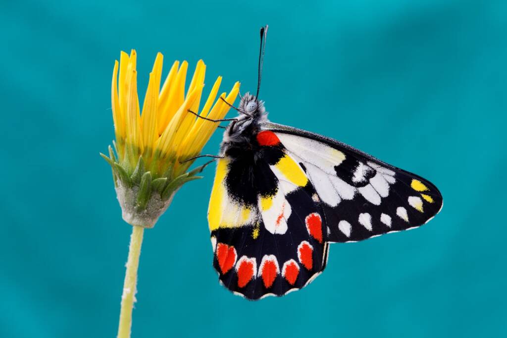 Red Spotted Jezebel (Delias aganippe), Brisbane QLD © Hongming Kan