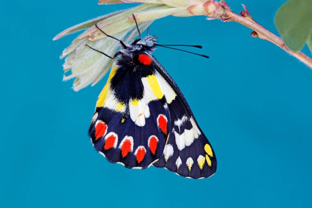 Red Spotted Jezebel (Delias aganippe), Brisbane QLD © Hongming Kan