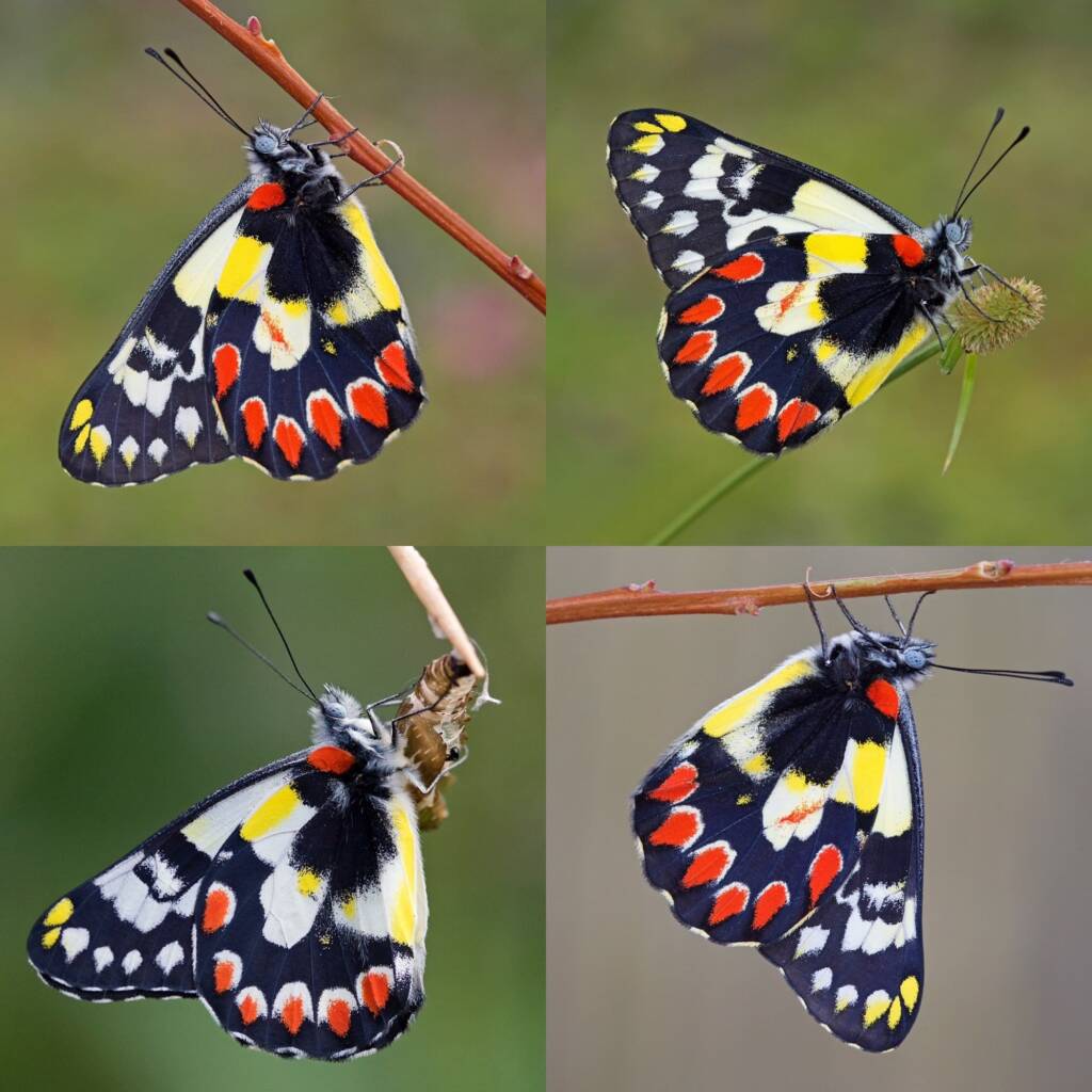 Red Spotted Jezebel (Delias aganippe), Brisbane QLD © Hongming Kan